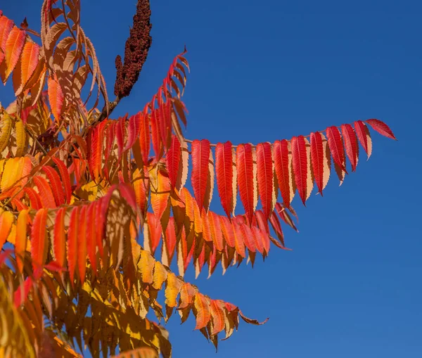 Красочное Фоновое Изображение Осени Осенние Опавшие Листья Идеально Подходят Сезонного — стоковое фото
