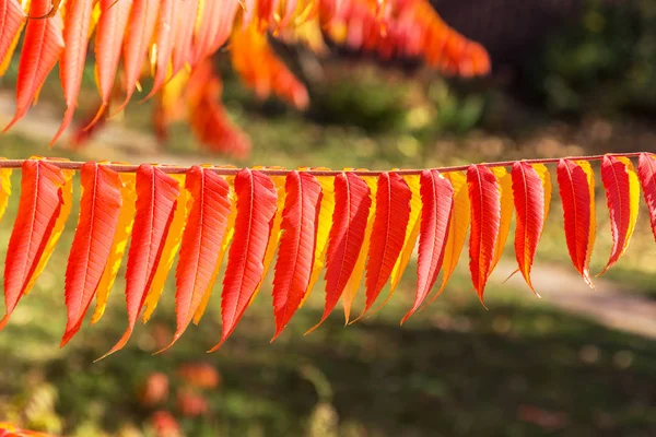 Colorful Background Image Autumn Fallen Autumn Leaves Ideal Seasonal Use — Stock Photo, Image