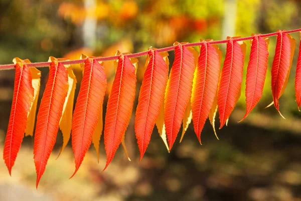 Ein Buntes Hintergrundbild Des Herbstes Fallende Herbstblätter Ideal Für Den — Stockfoto
