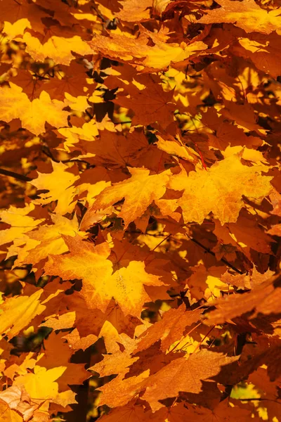Ein Buntes Hintergrundbild Des Herbstes Fallende Herbstblätter Ideal Für Den — Stockfoto