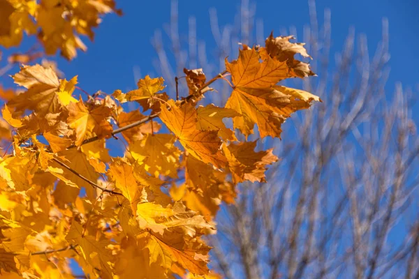 Colorful Background Image Autumn Fallen Autumn Leaves Ideal Seasonal Use — Stock Photo, Image