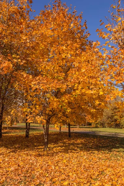 Una Colorida Imagen Fondo Otoño Hojas Otoño Caídas Ideales Para — Foto de Stock