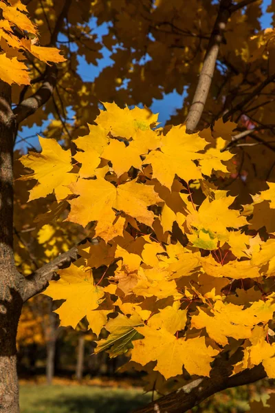 Colorful Background Image Autumn Fallen Autumn Leaves Ideal Seasonal Use — Stock Photo, Image