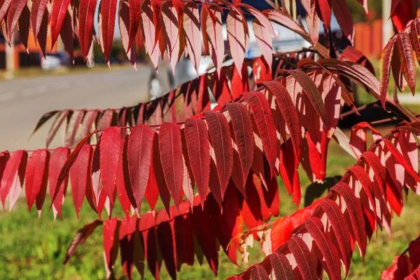 Красочное Фоновое Изображение Осени Осенние Опавшие Листья Идеально Подходят Сезонного — стоковое фото