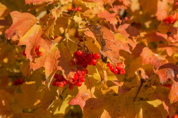 Uma Imagem Fundo Colorido Outono Caído Folhas Outono Ideal Para — Fotografia de Stock