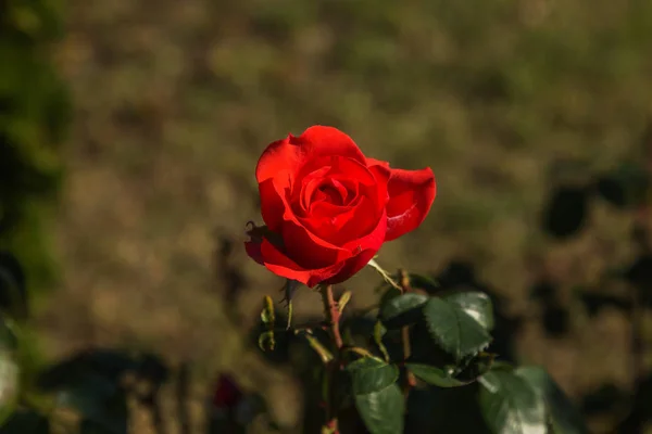 Mooie Roze Bloem Als Feestelijke Achtergrond Voor Een Romantische Wenskaart — Stockfoto