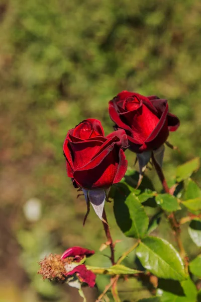 Hermosa Flor Rosa Como Fondo Festivo Para Una Tarjeta Felicitación —  Fotos de Stock