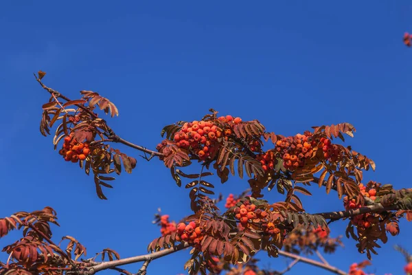 Olgun Demet Kırmızı Rowan Yeşil Rowan Ile Sonbaharda Yaprakları Sonbahar — Stok fotoğraf