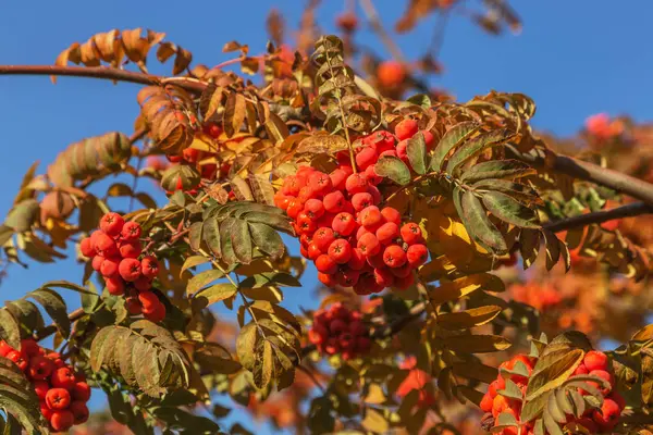 Vermelho Grupo Maduro Rowan Com Folhas Verdes Rowan Outono Ramo — Fotografia de Stock