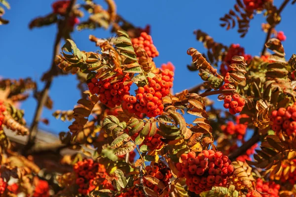 Red Ripe Bunch Rowan Green Rowan Leaves Autumn Autumnal Colorful — Stock Photo, Image