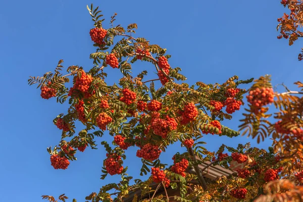 Vermelho Grupo Maduro Rowan Com Folhas Verdes Rowan Outono Ramo — Fotografia de Stock