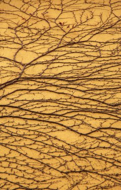 Tırmanma bitkilerle doğal şube arka plan üzerinde beyaz bir duvar bırakır. Sonbahar dekorasyonu, yakın çekim, kopya alanı. Yabani üzüm duvarda. Doğal arka plan asma ile. Ivy evin duvarında twigs