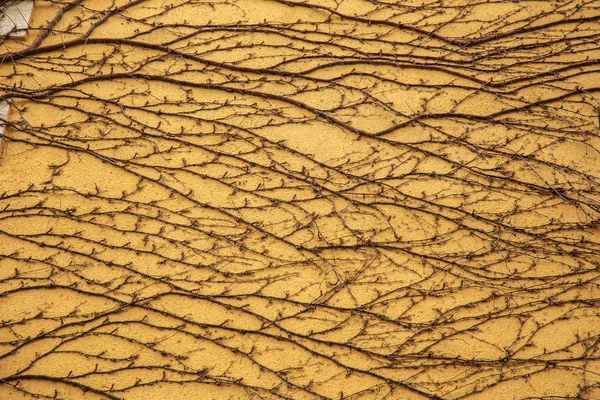 Fondo Las Ramas Naturales Las Plantas Trepadoras Con Hojas Una — Foto de Stock