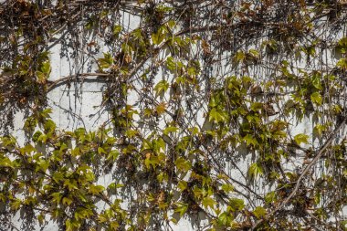 Tırmanma bitkilerle doğal şube arka plan üzerinde beyaz bir duvar bırakır. Sonbahar dekorasyonu, yakın çekim, kopya alanı. Yabani üzüm duvarda. Doğal arka plan asma ile. Ivy evin duvarında twigs