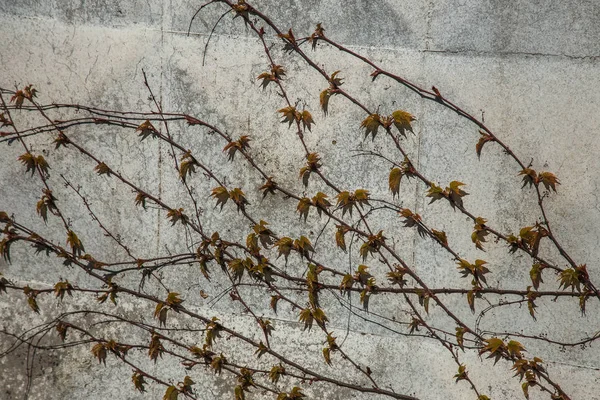 登攀性植物で自然の枝の背景を白い壁に残します 秋のインテリア コピー領域を閉じる 壁の野生ブドウは ぶどうの自然な背景は 家の壁のツタの枝 — ストック写真