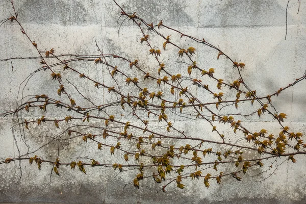 Background Natural Branches Climbing Plants Leaves White Wall Autumn Decor — Stock Photo, Image