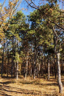 Sonbahar Orman altın yapraklar ve olay yerine giden patika aydınlatıcı sıcak ışık ışınları ile. Renkli bir orman muhteşem sonbahar sahne. Doğanın güzelliği kavramı. Sonbahar takvim