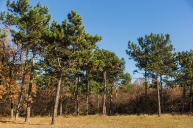 Sonbahar Orman altın yapraklar ve olay yerine giden patika aydınlatıcı sıcak ışık ışınları ile. Renkli bir orman muhteşem sonbahar sahne. Doğanın güzelliği kavramı. Sonbahar takvim
