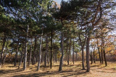 Sonbahar Orman altın yapraklar ve olay yerine giden patika aydınlatıcı sıcak ışık ışınları ile. Renkli bir orman muhteşem sonbahar sahne. Doğanın güzelliği kavramı. Sonbahar takvim