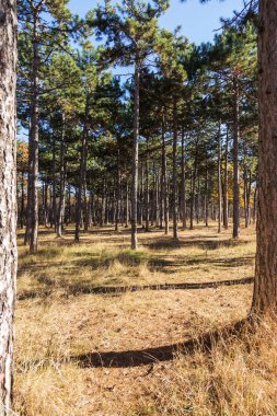 Sonbahar Orman altın yapraklar ve olay yerine giden patika aydınlatıcı sıcak ışık ışınları ile. Renkli bir orman muhteşem sonbahar sahne. Doğanın güzelliği kavramı. Sonbahar takvim