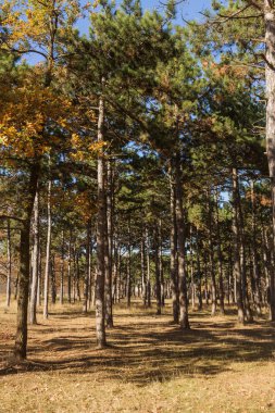 Sonbahar Orman altın yapraklar ve olay yerine giden patika aydınlatıcı sıcak ışık ışınları ile. Renkli bir orman muhteşem sonbahar sahne. Doğanın güzelliği kavramı. Sonbahar takvim