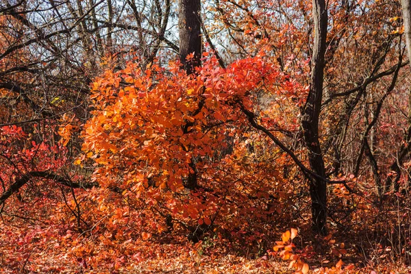 Hösten Skogen Med Ljusstrålar Varma Lysande Den Gyllene Blad Och — Stockfoto