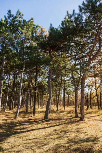 Forêt Automne Avec Des Rayons Lumière Chaude Illuminant Feuillage Doré — Photo