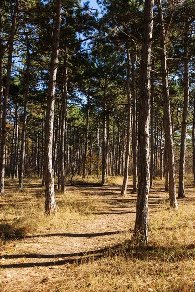 Őszi Erdő Fénysugarak Meleg Világító Arany Lomb Gyalogút Vezet Helyszínre — Stock Fotó