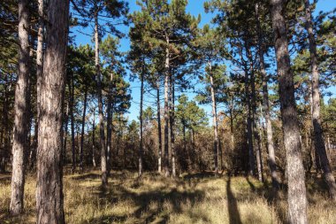 Sonbahar Orman altın yapraklar ve olay yerine giden patika aydınlatıcı sıcak ışık ışınları ile. Renkli bir orman muhteşem sonbahar sahne. Doğanın güzelliği kavramı. Sonbahar takvim