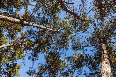 Sonbahar Orman altın yapraklar ve olay yerine giden patika aydınlatıcı sıcak ışık ışınları ile. Renkli bir orman muhteşem sonbahar sahne. Doğanın güzelliği kavramı. Sonbahar takvim