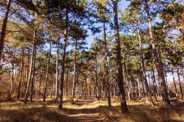 Sonbahar Orman altın yapraklar ve olay yerine giden patika aydınlatıcı sıcak ışık ışınları ile. Renkli bir orman muhteşem sonbahar sahne. Doğanın güzelliği kavramı. Sonbahar takvim