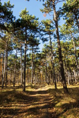 Sonbahar Orman altın yapraklar ve olay yerine giden patika aydınlatıcı sıcak ışık ışınları ile. Renkli bir orman muhteşem sonbahar sahne. Doğanın güzelliği kavramı. Sonbahar takvim