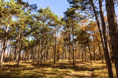Sonbahar Orman altın yapraklar ve olay yerine giden patika aydınlatıcı sıcak ışık ışınları ile. Renkli bir orman muhteşem sonbahar sahne. Doğanın güzelliği kavramı. Sonbahar takvim