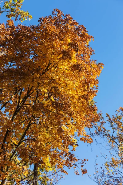 Autumn Forest Rays Warm Light Illuminating Golden Foliage Footpath Leading — Stock Photo, Image