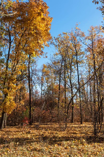 Bosque Otoñal Con Rayos Luz Cálida Que Iluminan Follaje Dorado —  Fotos de Stock