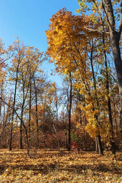 Sonbahar Orman Altın Yapraklar Olay Yerine Giden Patika Aydınlatıcı Sıcak — Stok fotoğraf