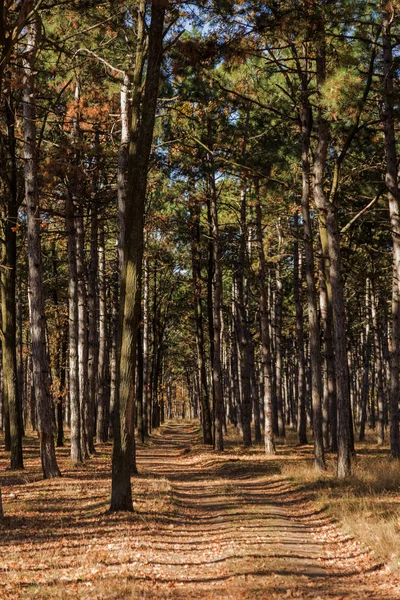 秋天的森林与温暖的光线照亮金色的树叶和通往现场的小径 华丽的秋天场景在五颜六色的森林 自然之美的概念 秋季历法 — 图库照片