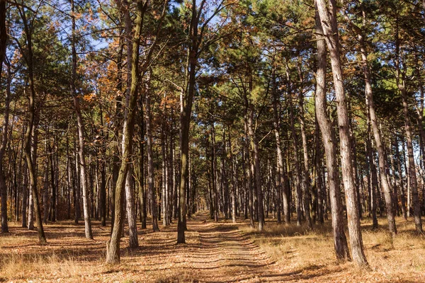 秋天的森林与温暖的光线照亮金色的树叶和通往现场的小径 华丽的秋天场景在五颜六色的森林 自然之美的概念 秋季历法 — 图库照片