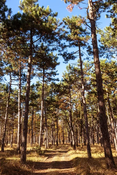 Forêt Automne Avec Des Rayons Lumière Chaude Illuminant Feuillage Doré — Photo