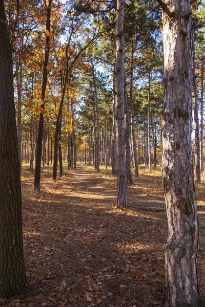 Sonbahar Orman Altın Yapraklar Olay Yerine Giden Patika Aydınlatıcı Sıcak — Stok fotoğraf