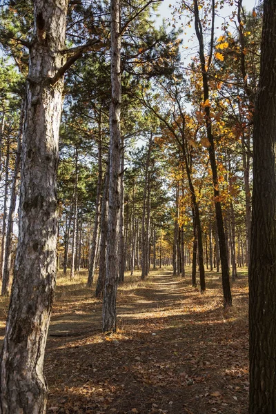 Bosque Otoñal Con Rayos Luz Cálida Que Iluminan Follaje Dorado —  Fotos de Stock