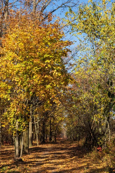 黄金色の葉とシーンにつながる歩道を照らす暖かい光の光線を秋の森 カラフルな森の壮大な秋の風景 自然の美の概念 秋のカレンダー — ストック写真