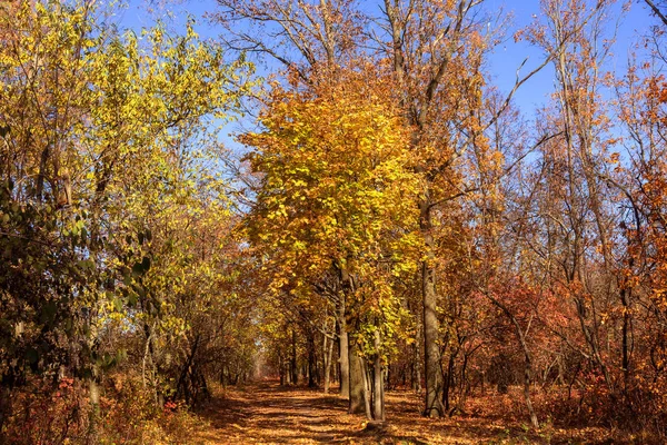 Hösten Skogen Med Ljusstrålar Varma Lysande Den Gyllene Blad Och — Stockfoto