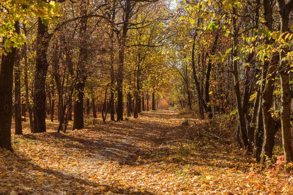 Bosque Otoñal Con Rayos Luz Cálida Que Iluminan Follaje Dorado — Foto de Stock