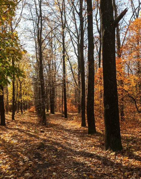 Hösten Skogen Med Ljusstrålar Varma Lysande Den Gyllene Blad Och — Stockfoto