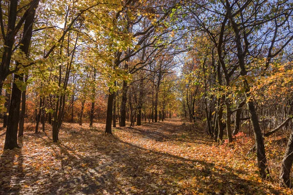 Hösten Skogen Med Ljusstrålar Varma Lysande Den Gyllene Blad Och — Stockfoto