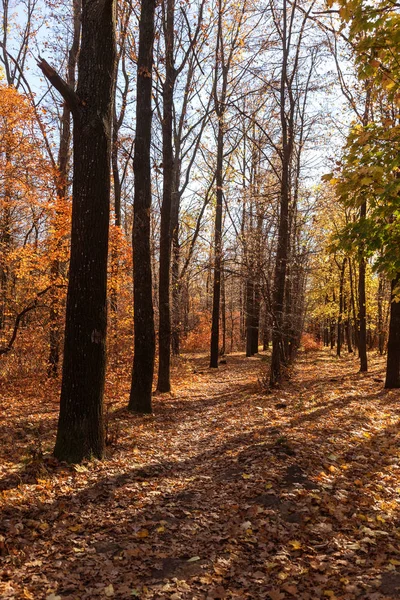Hösten Skogen Med Ljusstrålar Varma Lysande Den Gyllene Blad Och — Stockfoto