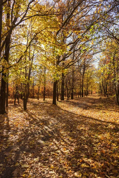 Forêt Automne Avec Des Rayons Lumière Chaude Illuminant Feuillage Doré — Photo