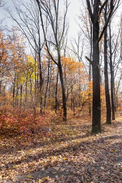 Jesień Las Ciepłe Światło Oświetlające Złotych Liści Chodnik Prowadzący Sceny — Zdjęcie stockowe