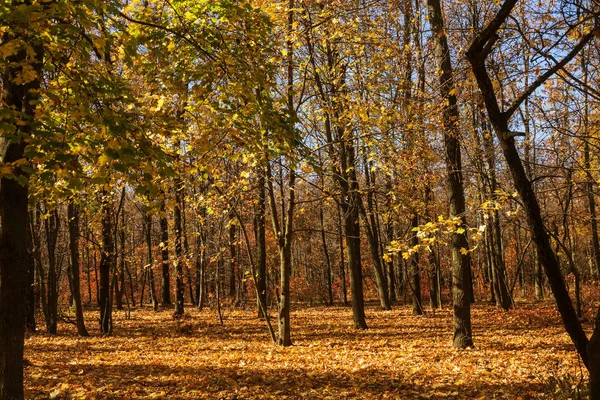 Bosque Otoñal Con Rayos Luz Cálida Que Iluminan Follaje Dorado —  Fotos de Stock